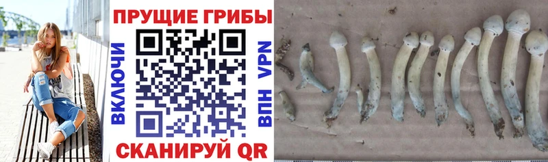 как найти   Давлеканово  Псилоцибиновые грибы Psilocybine cubensis 